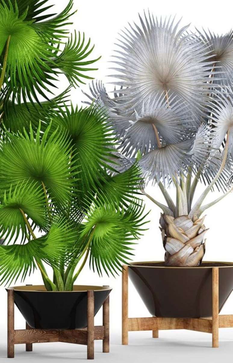 30- Os tipos de palmeiras com folhas largas tem um caráter ornamental e escultural. Fonte: PInterest