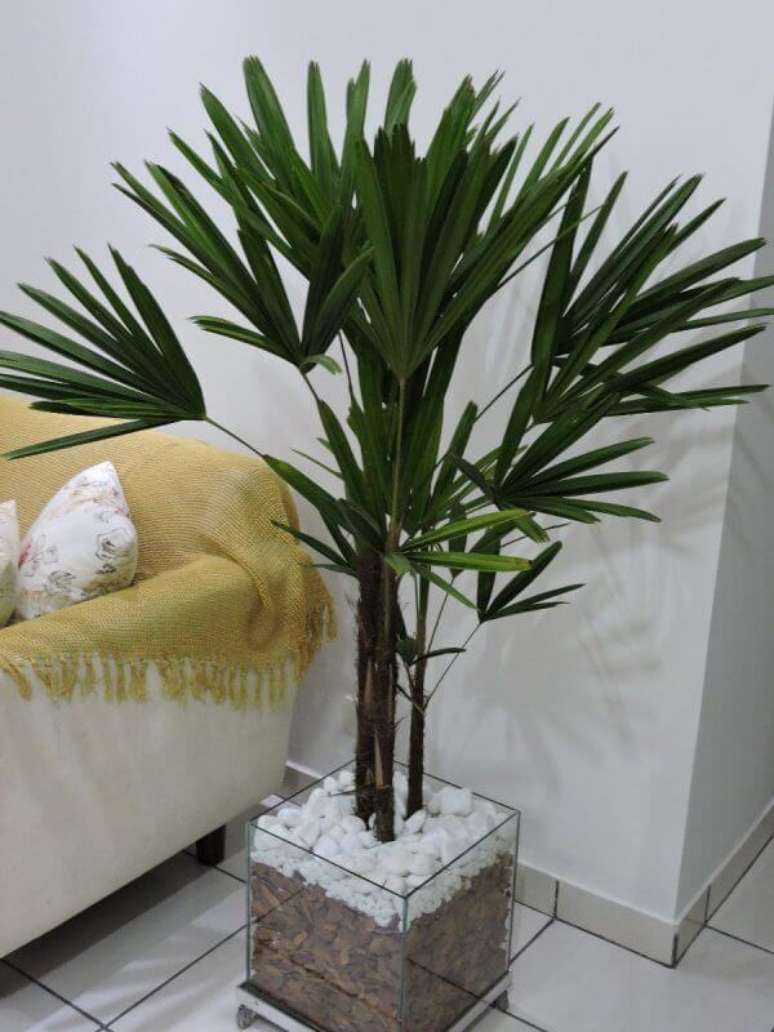 2- Os tipos de palmeiras para vaso podem ser cultivados dentro de ambientes fechados, porém com iluminação externa. Fonte: ConstruindoDecor