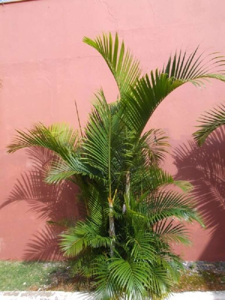 33- Um dos tipos de palmeiras para jardim mais cultivados é a Areca. Fonte: Terracota Jardinagem