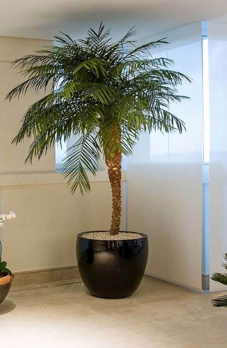 14- A palmeira fênix é um dos tipos de palmeiras que pode ser plantada em vaso. Fonte: Pinterest