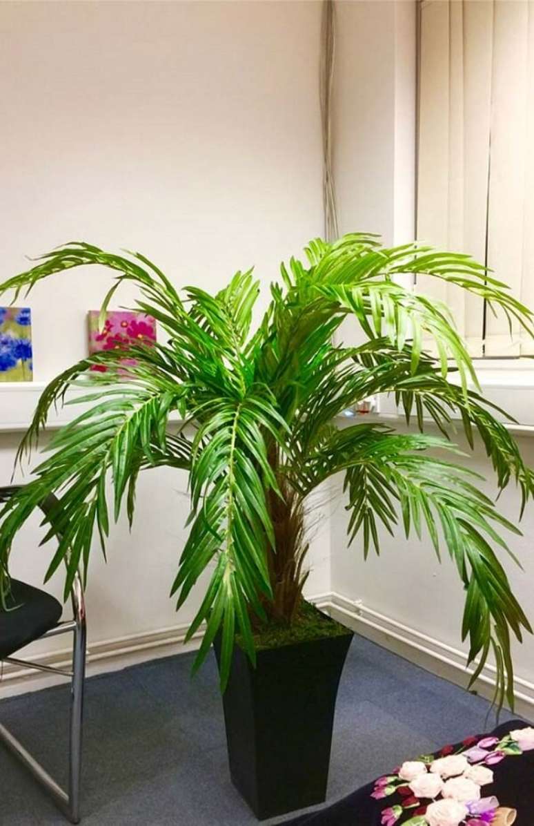 36- Os tipos de palmeiras em vasos devem ter boa drenagem para não apodrecer as raízes. Fonte: Pinterest
