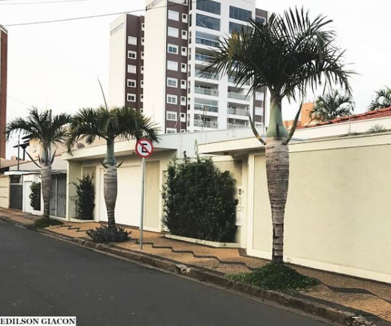 38- Os tipos de palmeiras de porte m&eacute;dio s&atilde;o ideias para cultivo em cal&ccedil;adas. Fonte: Ciprest Blogspot