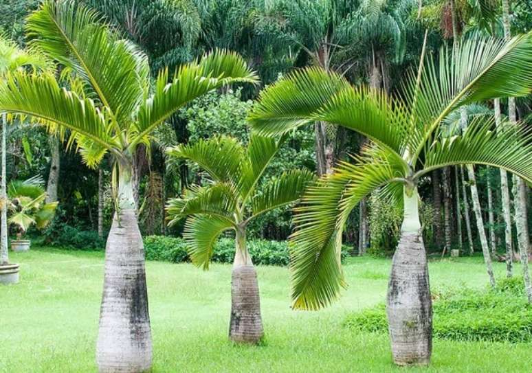 39- Os tipos de palmeiras para jardim como a palmeira garrafa retém água na sua base para os períodos de estiagem. Fonte: Total Construção