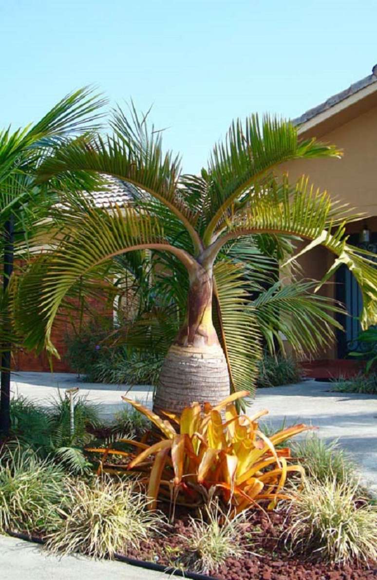 6 – Os tipos de palmeiras para jardins residenciais como a palmeira garrafa confere beleza única ao paisagismo. Fonte: Pinterest