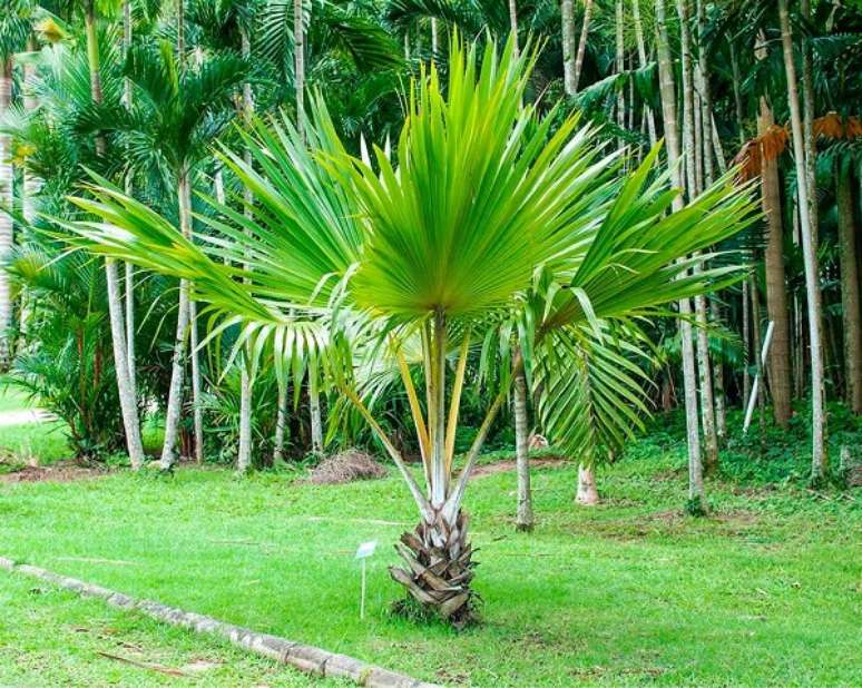 43- Os tipos de palmeiras de pequeno porte podem ser cultivados em jardins com área reduzida. Fonte: Horto das Palmeiras