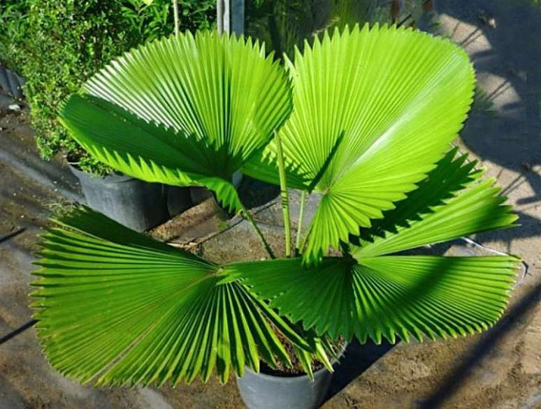 42- A palmeira leque é um dos tipos de palmeiras de pequeno porte com folhas largas e formato arredondado. Fonte: Flores e Folhagens