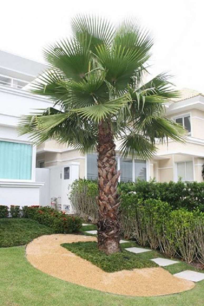 7- Um dos tipos de palmeiras para jardins residenciais com solo arenoso é a palmeira Washingtonia. Fonte: Casa e Construção