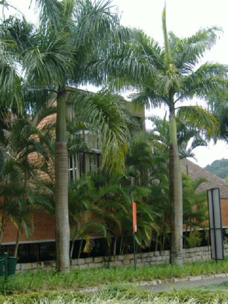 56- Os tipos de palmeiras de grande porte precisam de um bom espaçamento na hora do plantio. Fonte: Casa e Construção