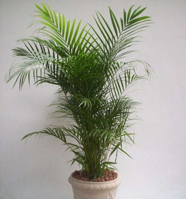 48- A Areca Bambu é um dos tipos de palmeiras para humanizar espaços corporativos. Fonte: Casa.umcomo.com.br