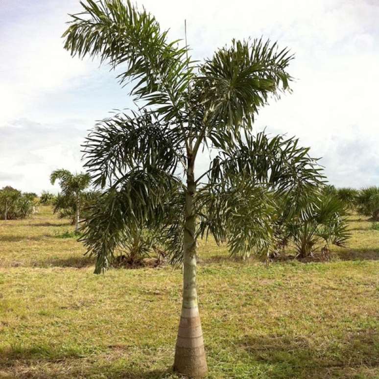 41- Os tipos de palmeiras como Rabo-de-Raposa não são indicados para locais frios. Fonte: Safari Garden