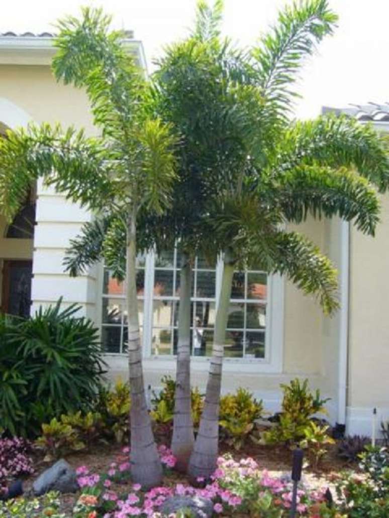 9-Um dos tipos de palmeiras para jardim mais procurado por sua beleza e rusticidade é a palmeira Rabo-de-Raposa. Fonte: Casa e Construção