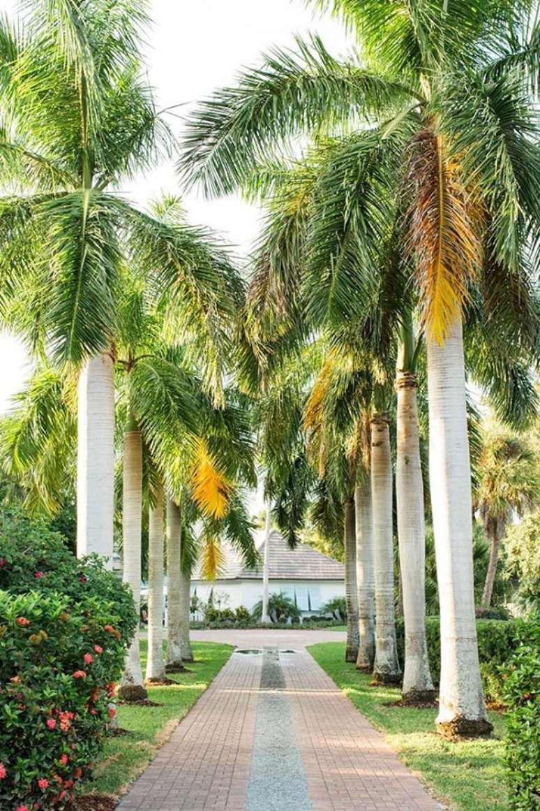 49- Os tipos de palmeiras para jardim plantados ao lado dos caminhos tornam o ambiente agradável. Fonte: Pinterest