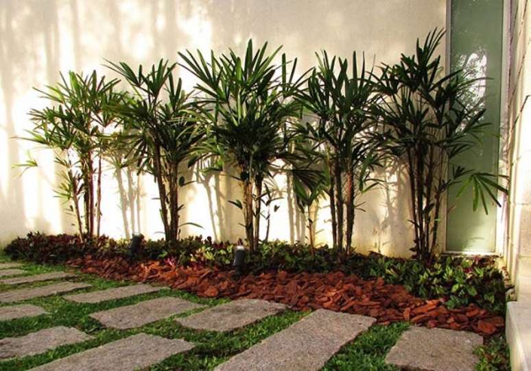 52- A ráfia é um dos tipos de palmeiras de pequeno porte que pode ser plantada em vaso ou diretamente no chão. Fonte: Pinterest