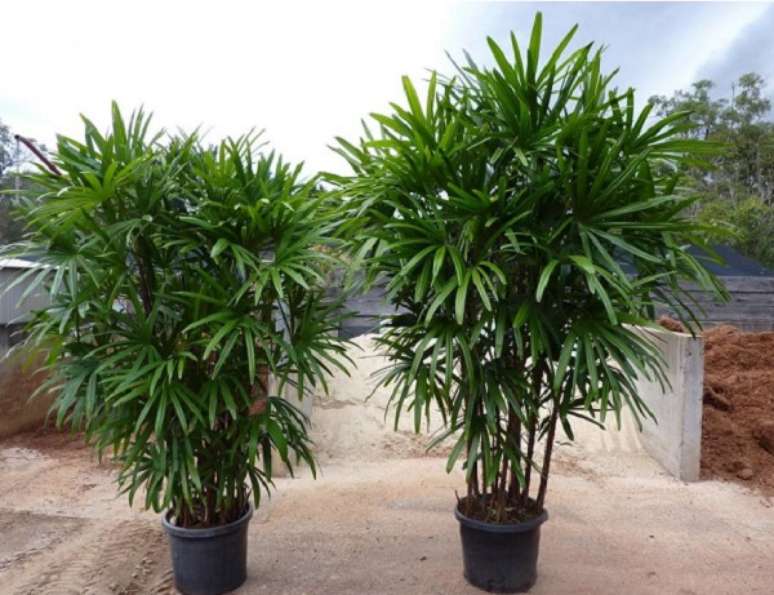 58- Os tipos de palmeiras para vaso como a r&aacute;fia s&atilde;o facilmente encontradas no mercado. Fonte: Entenda Antes