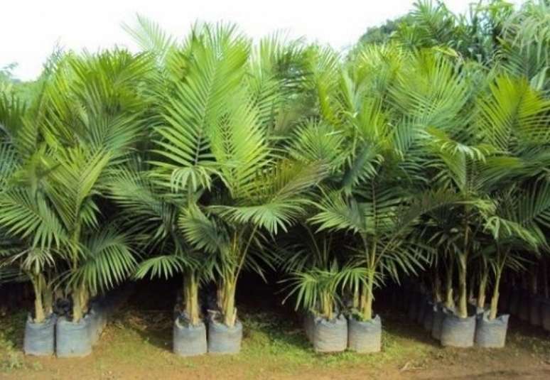 61- Os tipos de palmeiras comercializados em Gardens ou feiras devem ser replantados em solos com boa drenagem. Fonte: Canoas Garden Center