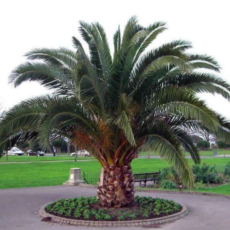 63- Os tipos de palmeiras como as Tamareiras são uma ótima opção para canteiros pequenos. Fonte: Safari Garden