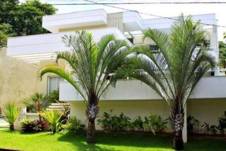 19- A palmeira triangular é um dos tipos de palmeiras que levam charme e frescor ao jardim. Fonte: Vazlon Brasil