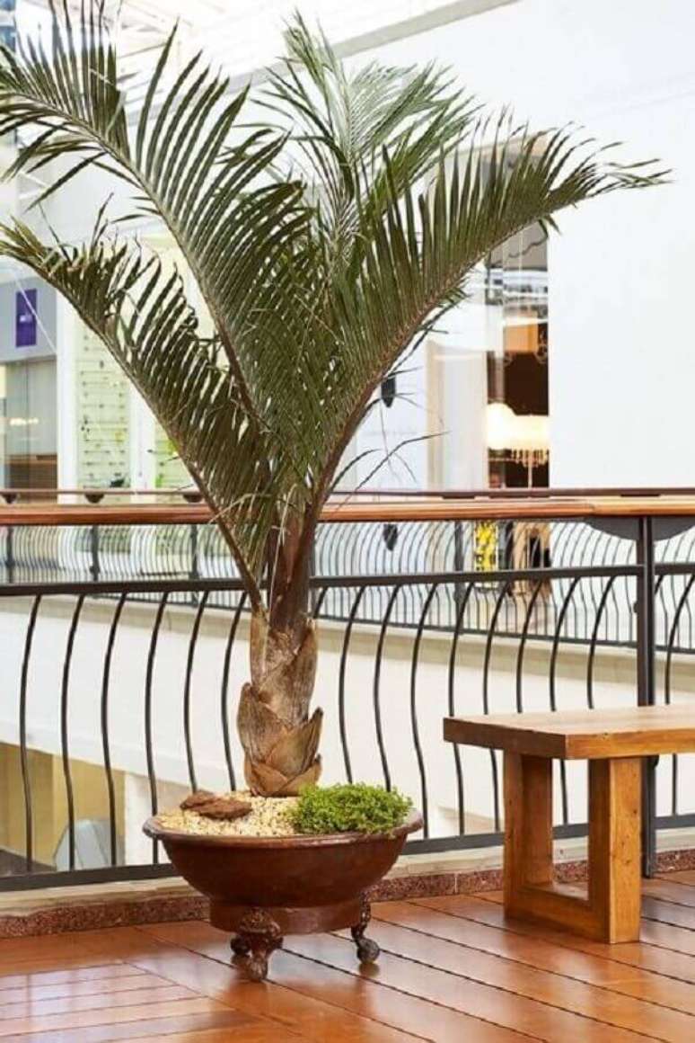 64- Os tipos de palmeiras de porte médio podem ser plantados em vasos. Fonte: Pinterest