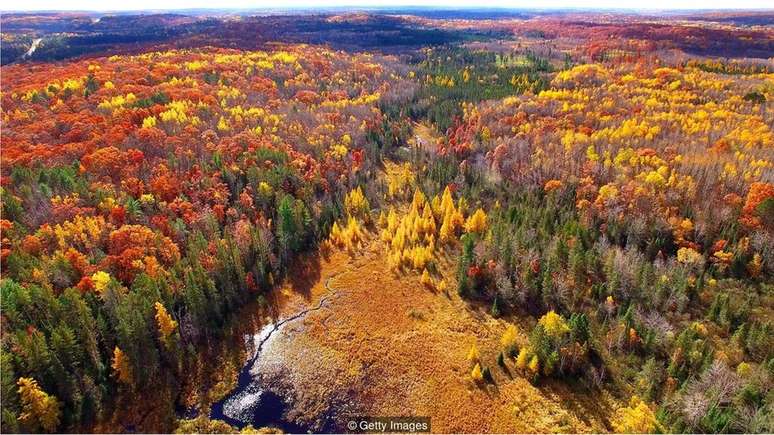 O enorme fungo descoberto por Jim Anderson e seus colegas vive sob uma floresta na península de Michigan há 2.500 anos