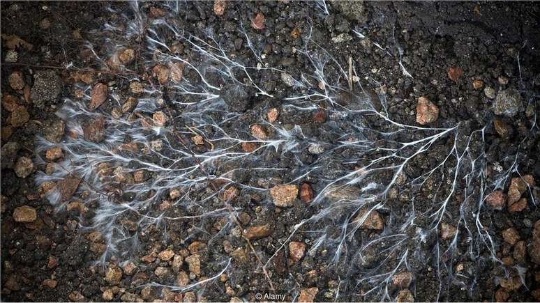 Os fungos produzem fios parecidos com veias, chamados micélio, fenômeno que tem garantido vários usos atuais
