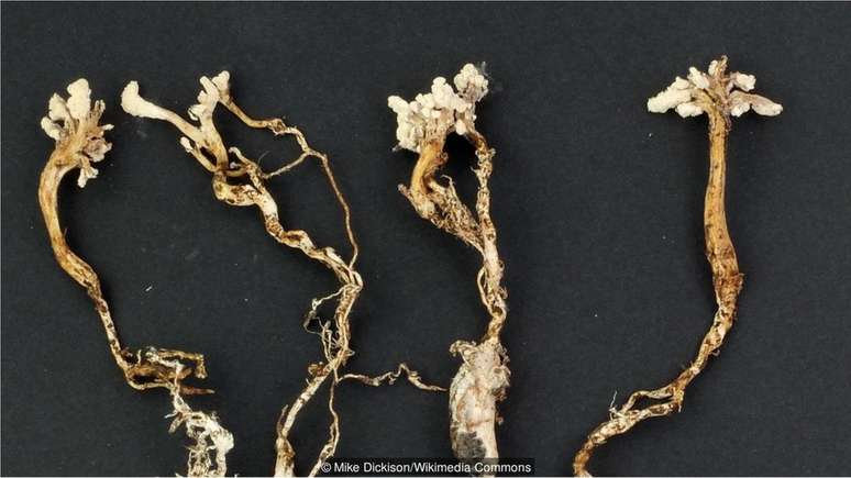 Um fungo que infecta ninfas de cigarras produz um composto transformado em um f&aacute;rmaco imunossupressor