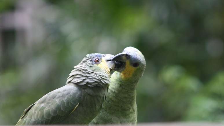 Papagaios em área protegida da Amazônia brasileira