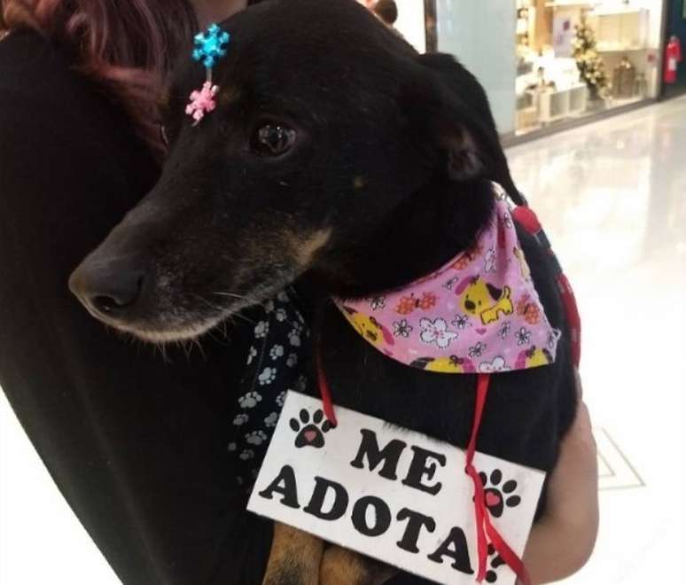 Shopping Pátio Paulista realiza a terceira edição da Feira de Adoção de Cães.