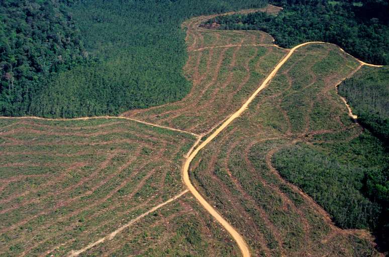 No País, 85 áreas de conservação foram extintas, reduzidas ou tiveram o seu status de proteção rebaixado, segundo estudo publicado na revista científica Science