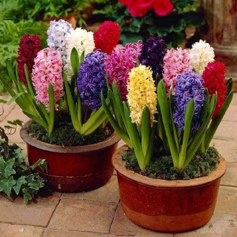 12. Vasos de flores da primavera com jacintos – InfoJardim