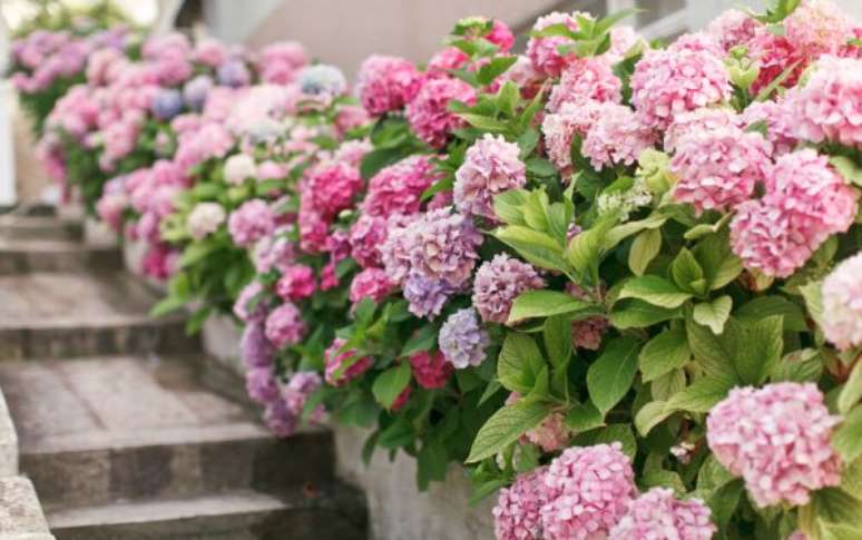 24. As hortênsias possuem as colorações mais lindas das flores da primavera. Use essas lindas flores da primavera para sua casa! – Foto: Espacio Hogar