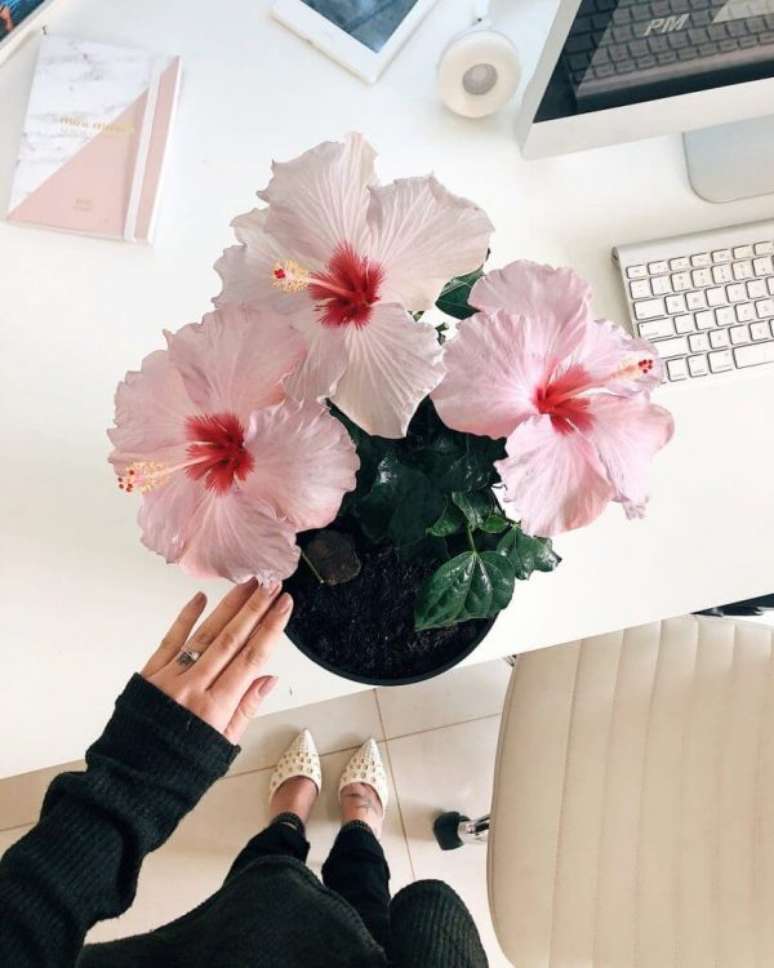 10. Hibisco é uma das flores da primavera mais populares para decoração – Pinterest