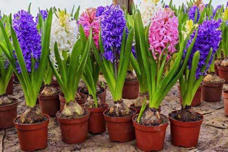 14. Vasos de flores da primavera com Jacintos em diferentes cores, rosa, violeta e branco – Foto: Casa Grandina