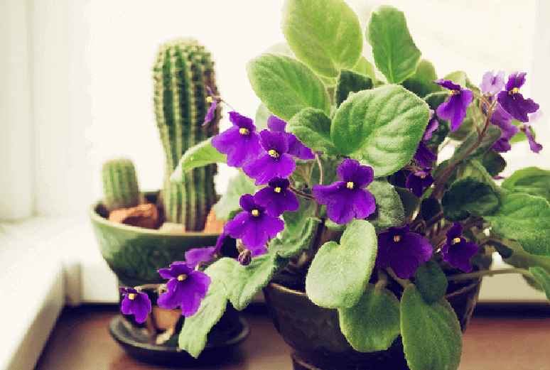 29. Violetas na decoração de casa com flores da primavera: Foto: Janes African violets