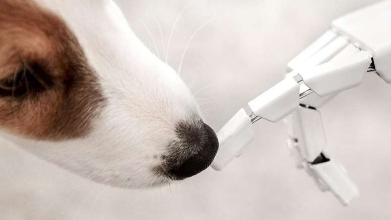 Um robô poderá alimentar seu animal de estimação no futuro?