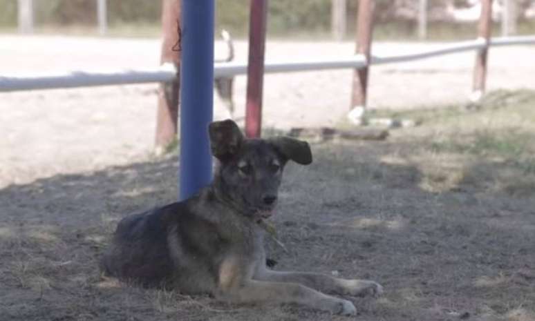 Cachorros que vivem em Chernobyl são tratados e colocados para adoção.