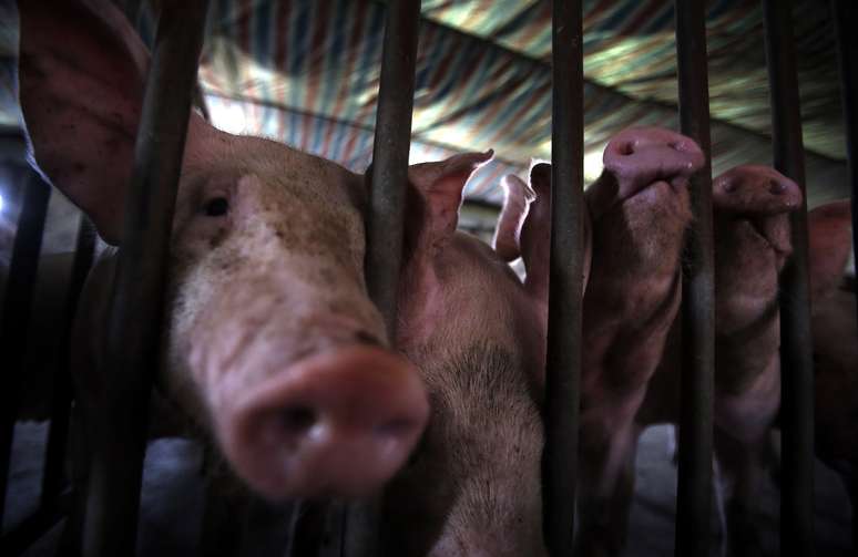 Criação de porcos em fazenda nos arredores de Pequim 
07/09/2012
REUTERS/David Gray