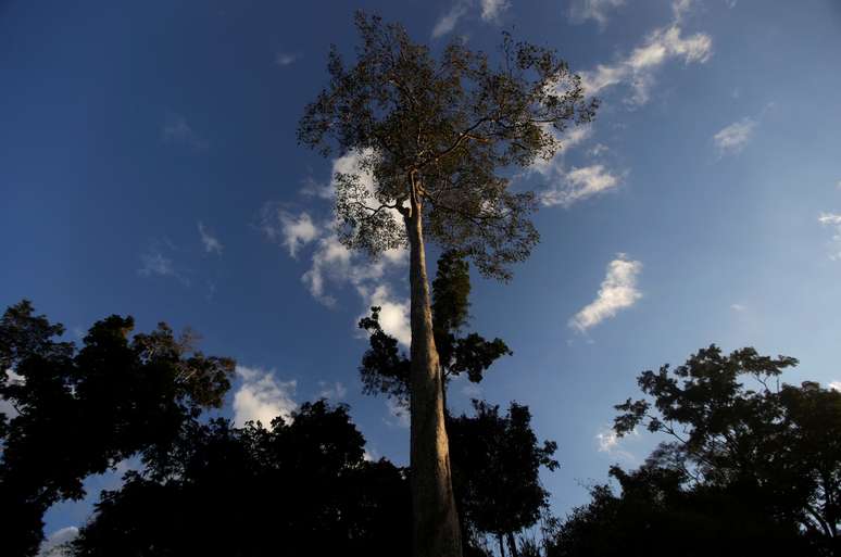 Seringueira, &aacute;rvore da qual &eacute; extra&iacute;do o l&aacute;tex para produ&ccedil;&atilde;o de borracha, em Xapuri (AC) 
24/06/2016
REUTERS/Ricardo Moraes