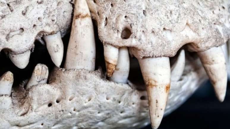 Paleont&oacute;logos lamentam a perda de amostras raras - caso de um f&oacute;ssil quase completo de um pequeno crocodilo - que ainda seriam identificadas