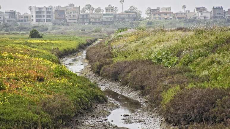 Restabelecer a vegeta&ccedil;&atilde;o &eacute; uma parte crucial da agricultura de sequ&ecirc;ncia natural