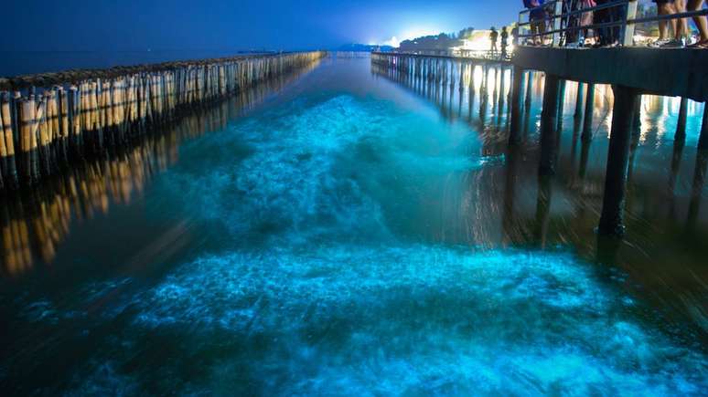 Criaturas marinhas bioluminescentes brilham, criando efeitos visuais incr&iacute;veis, particularmente quando perturbadas