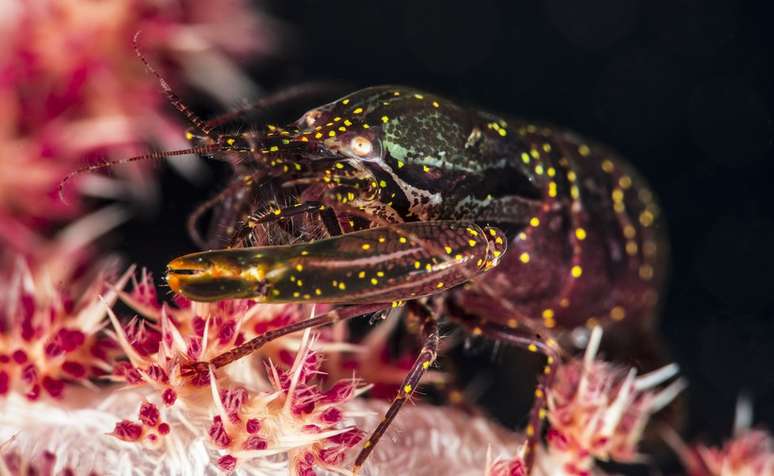 Camar&atilde;o-pistola faz um ru&iacute;do constante que pode ser usado como um sinal de sonar