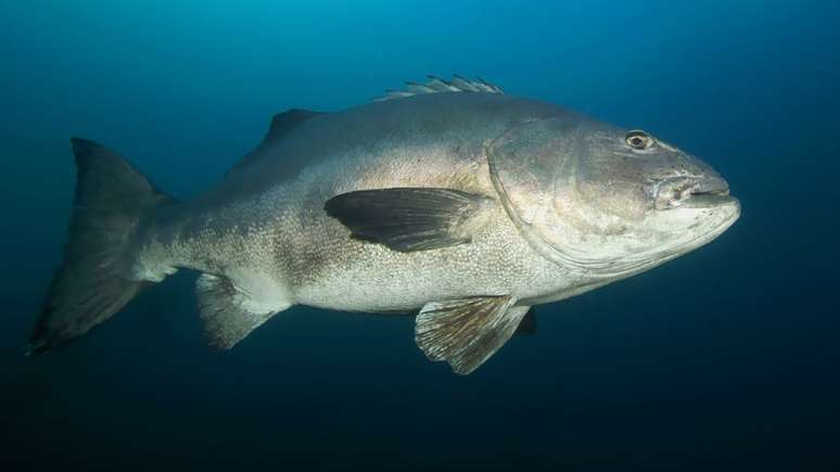 Robalo mergulha no fundo do mar quando assustado por um barulho alto