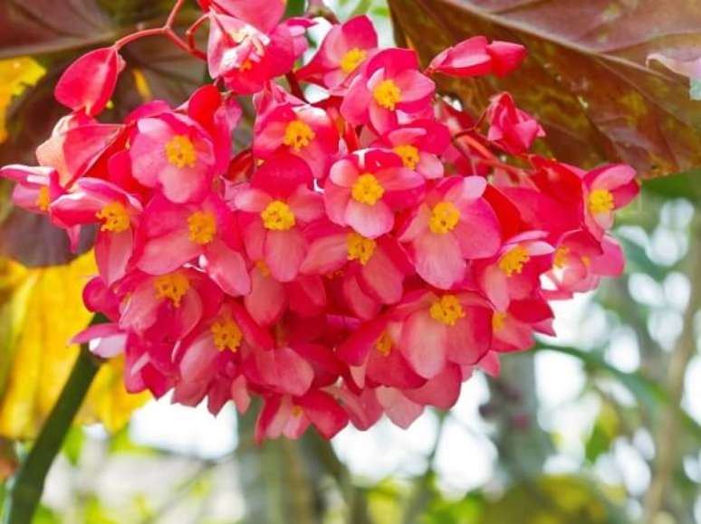 45 – A begônia é uma flor para jardim de fácil manejo. Fonte: The Garden Clinic