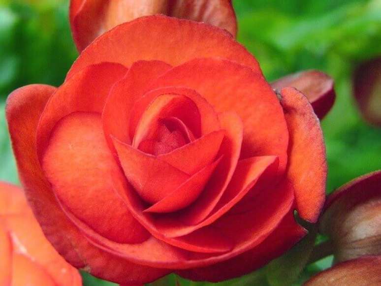 18- A flor begônia vermelha é muito sensível e não suporta mudanças bruscas de clima. Fonte: Lilian Miliauskas
