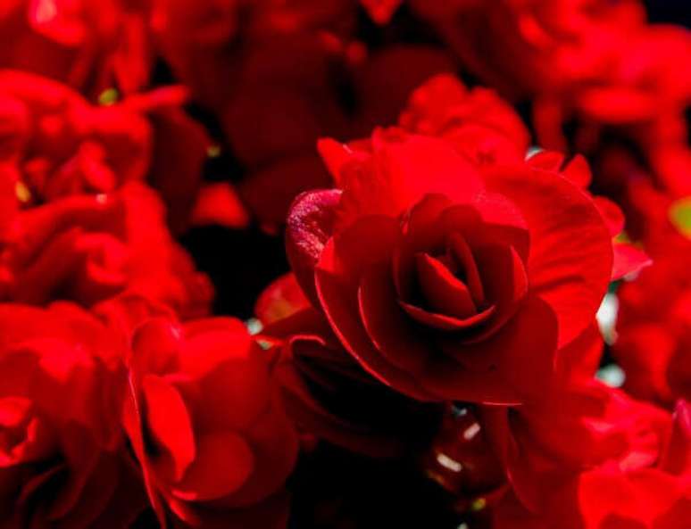 48- A begônia vermelha é uma planta que se destaca na decoração de jardim. Fonte: Pixabay