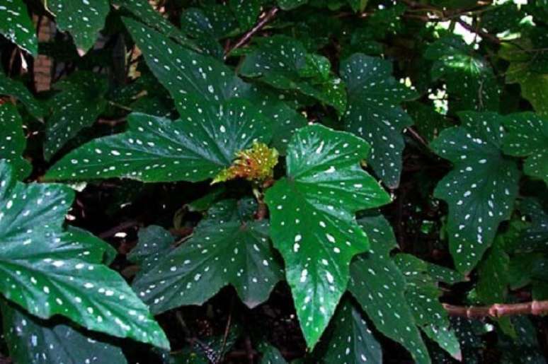 8- A begônia metálica é uma planta nativa do Brasil. Fonte: Planta Sonya