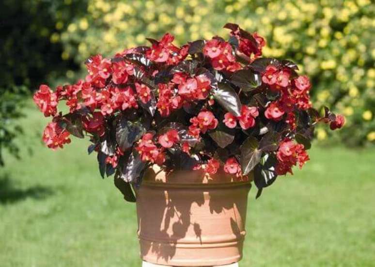 29- A begônia em vaso é ideal para decorar jardins para eventos. Fonte: Ohiogas.info