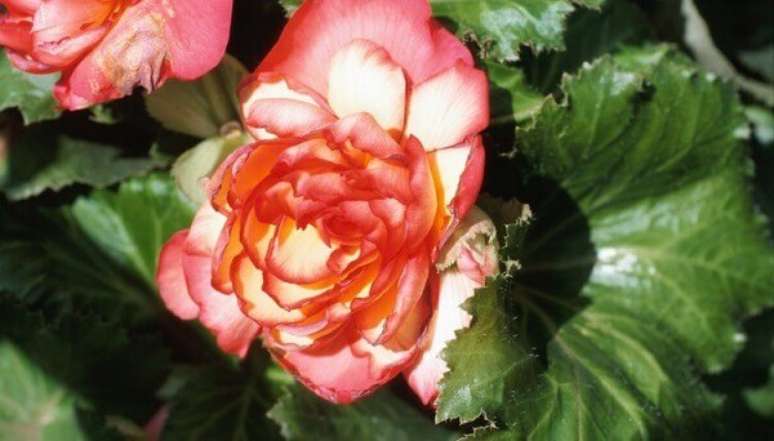 30- Algumas espécies de begônia tem as flores mescladas em branco e rosa. Fonte: ehow
