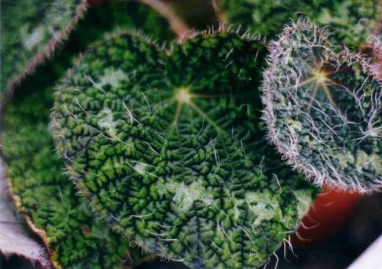 33- A Begônia Rex possui folhas irregulares, peludas e coloridas. Fonte: Revista jardins
