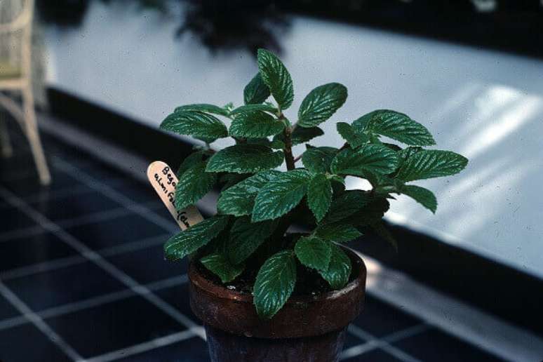 43- A begônia Ulmifolia atinge até 80cm e cresce em lugares úmidos. Fonte: Wikispecies